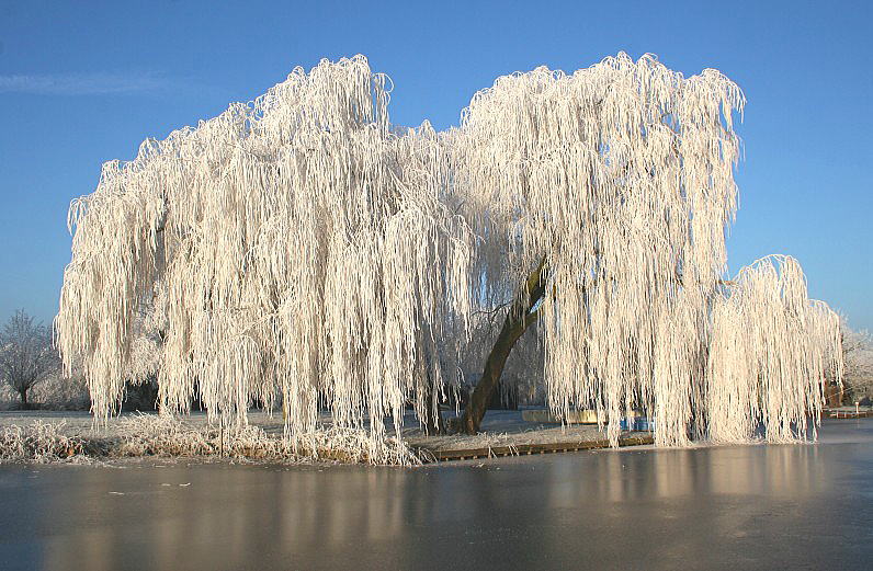Ice-covered willow trees at lake of Reeuwijk